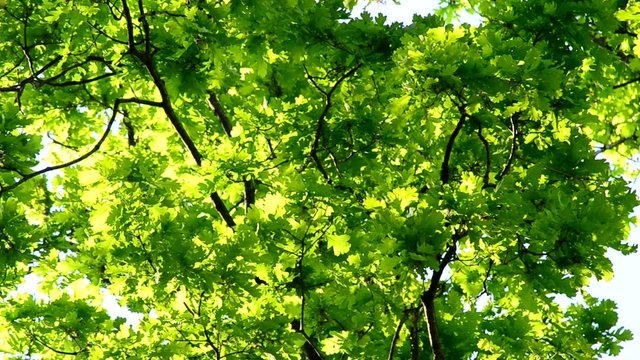 Lush green foliage of English oak blown by wind on a sunny day