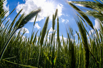 Roggen wächst und gedeiht  zum Himmel