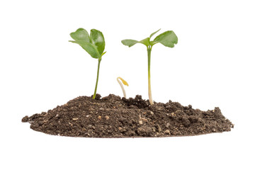 three tiny growing sprout