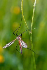 mosquito nematocera