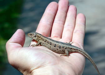 lizard on hand