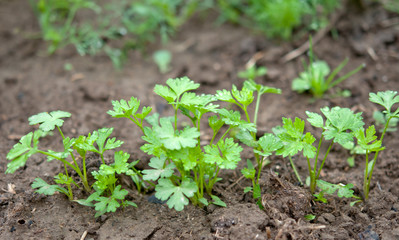 parsley in soil