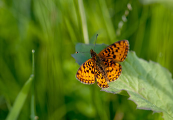 orange butterfly