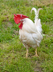 portrait of a cock