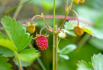 strawberries in forest
