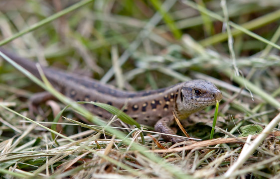 lizard at grass
