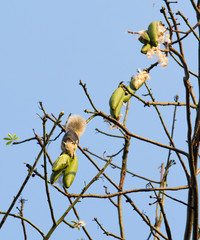 Squirrel is eating kapok