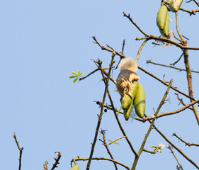 Squirrel is eating kapok