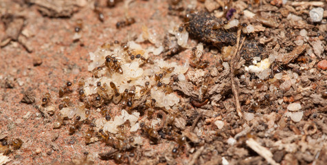 Ant teamwork