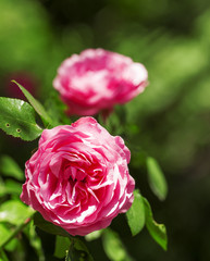 Beautiful pink rose, selective focus
