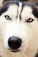 Beautiful cute husky, close up