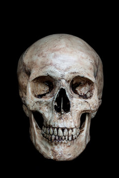 Human Skull