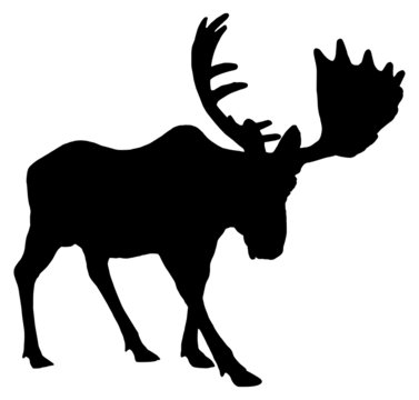 Adult moose