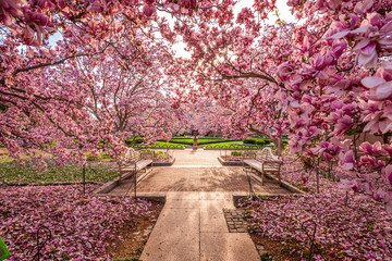 Washington DC Frühlingslaub in der Nähe der National Mall.