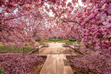 Fotobehang Kersenbloesem Washington DC lente gebladerte in de buurt van de National Mall.