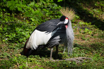 Yellow crown bird. Photo of bird with yellow crown on the green ground