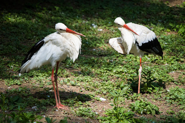 Storks. Two storks standing on green grass park and looking right