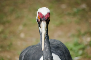 Fototapeta premium White-naped Crane.White-naped Crane in wildlife. Face to face
