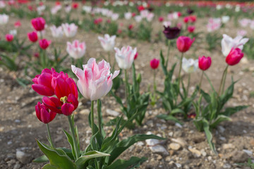 розовые тюльпаны на грядке сбоку