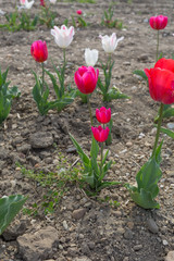 розовые бутоны тюльпана на просвет на грядке