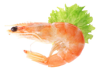 Boiled shrimp with lettuce isolated on white