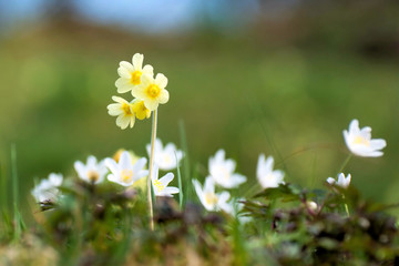 Himmelschlüssel mit Anemonen