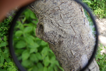 Zoomtree