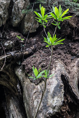 zartes gr&uuml;nes Pfl&auml;nzchen vor abgestorbener Wurzel