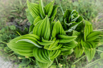 geschwungene, strukturierte, saftig grüne Blätter im Frühling