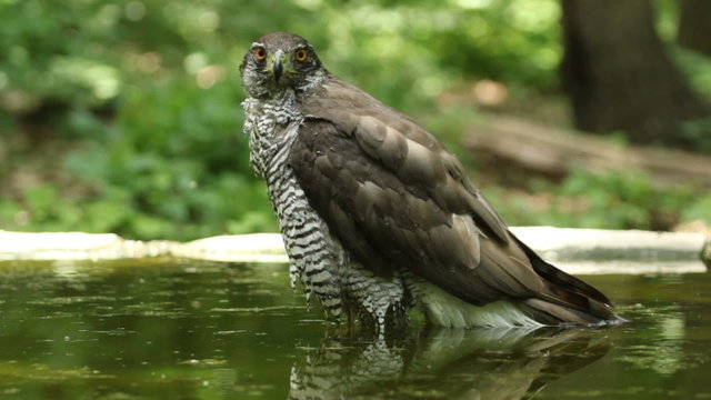 Eagle Goshawk bathing in a forest pond