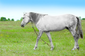 Beautiful white horse grazing on meadow