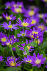 Fototapeta premium Flowers