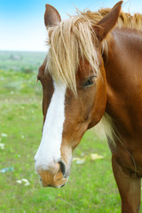 Obraz premium Portrait of beautiful brown horse over sky background