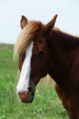 Naklejka na ściany i meble Portrait of beautiful brown horse, outdoors