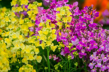 Fototapeta premium Flowers
