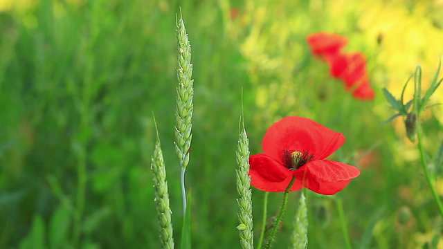 Green wheat ears close-up with red poppies in the background