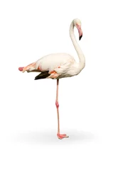 Fotobehang witte flamingo staan op witte achtergrond © khubicek