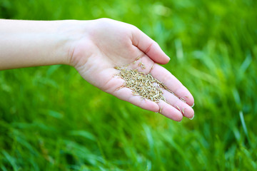 Naklejka na ściany i meble Wheat grain in female hand on green grass background