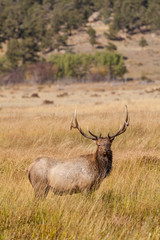 Naklejka na ściany i meble Bull Elk in the Rut