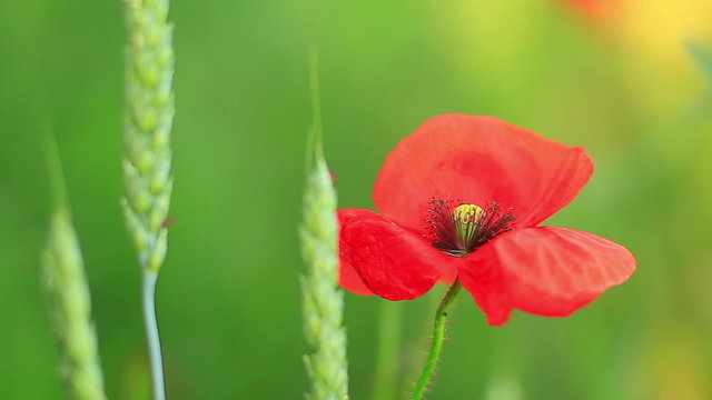 Green wheat ears close-up with red poppies in the background