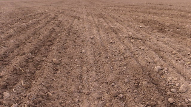 Soil and tractor fertilize field. Planting sow crops.