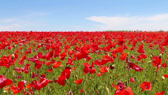 meadow of red poppies against blue sky in windy day,  rural