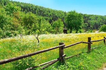 Wooden fence along beautiful meadow over mountain with grove of green trees