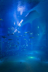 Naklejka premium The whale shark in an aquarium