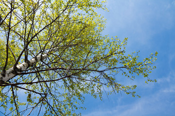 Russian birch on the background of blue sky