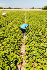 Young boy picking strawberries