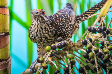 Female Asian Koel