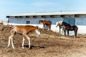 Little brown foal