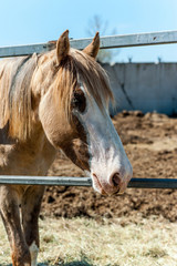Obraz premium Muzzle of brown horse