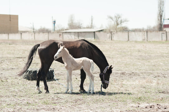 Little white foal with mother